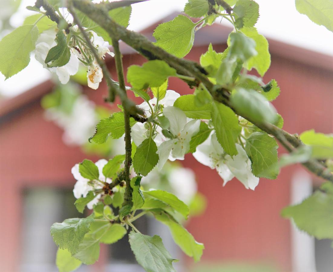 Villa Maria Garden Cottages, Helsingborg Exterior photo